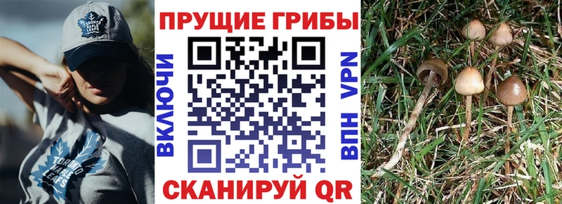 наркошоп  Ижевск  Псилоцибиновые грибы прущие грибы 